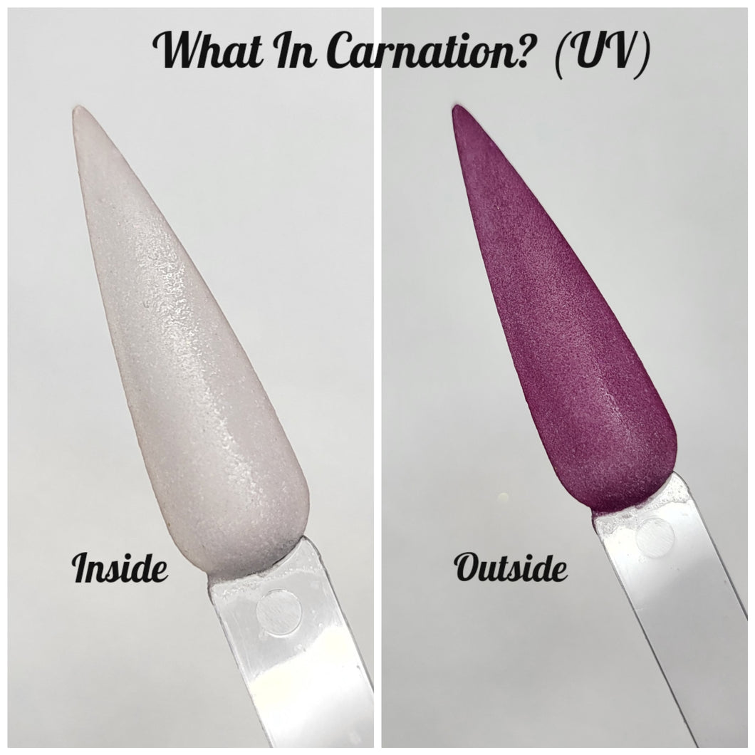 What In Carnation? (UV)